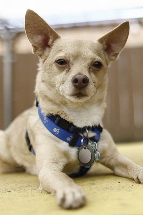 Moonie the Dog